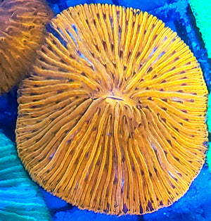 Orange plate coral