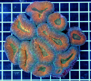 Ultra Colored Lobophyllia Brain Coral
