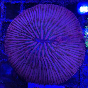 Red Cycloseris Plate Coral