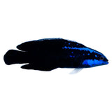 Springer's Dottyback - Aquacultured