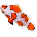 Orange Storm Ocellaris Clownfish - Aquacultured
