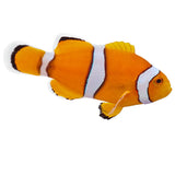 True Percula Clownfish - Aquacultured