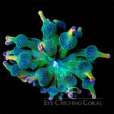 ECC Holy Grail Bubble Tip Anemone