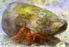 Hermit Crab