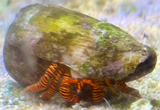 Hermit Crab