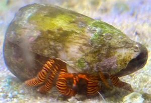 Hermit Crab