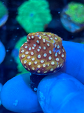 24k Gold Cyphastrea