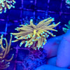 Hellfire Gold Torch Coral