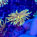 Hellfire Gold Torch Coral