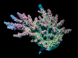 Vivid’s Confetti Acropora
