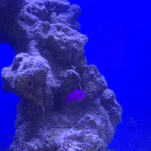 Magenta Dottyback