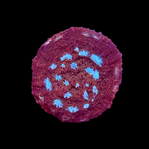 Fireball Chalice Coral Frag