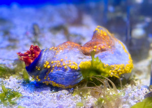 Sea Apple