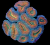 Orange Center Lobophyllia