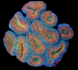 Orange Center Lobophyllia