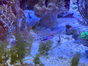 Red Head Goby