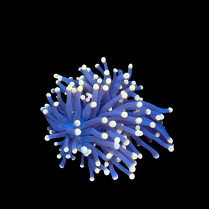 Pink Tip Purple Torch Coral