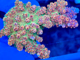 PC Superman Tabling Acropora