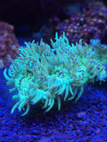 Purple Tip Elegance Coral, Australia