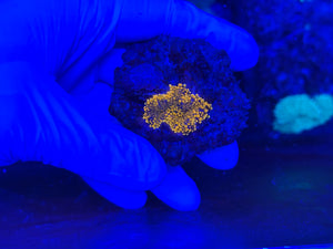 Orange Yuma Mushroom Coral Frag