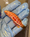 Whip Fin Fairy Wrasse