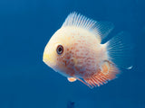 Gold Red Streak Severum