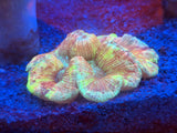 Red Welsophyllia