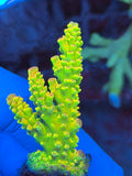 Walt Disney Acropora Tenius