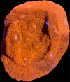 Ultra Red Chalice Coral Frag
