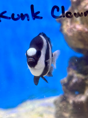 Three Stripe Damselfish