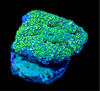 Speckled Green Rhodactis Mushroom