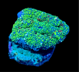 Speckled Green Rhodactis Mushroom