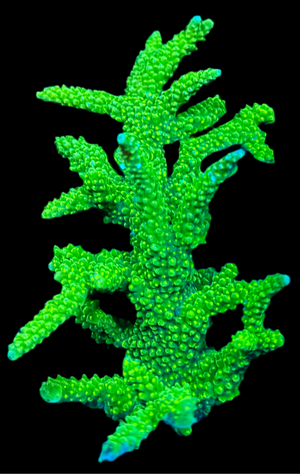 Green Slimer Acropora