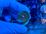 Rhodactis Mushroom