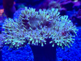Blue Tip Green Toadstool Leather Coral