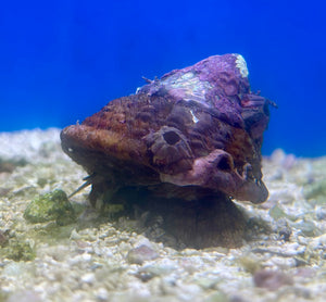 Top Crown Snail