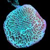 Green Montipora Cap