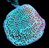 Green Montipora Cap