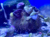 Green Sea Urchin