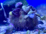 Green Sea Urchin