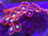 Palau Zoanthid Mix