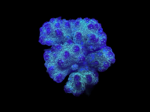 Cadmium Pocillopora Coral Frag