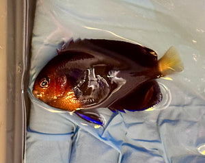 White Tail Dwarf Angelfish