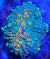 Rhodactis Mushroom