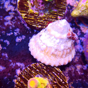 Astraea/Conehead Snail
