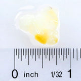 Hikari Bio-Pure Frozen Squid