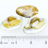 Hikari Bio-Pure Frozen Clam on a Half Shell 4oz Pack