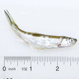 Hikari Bio-Pure Frozen Silversides