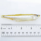 Hikari Bio-Pure Frozen Silversides