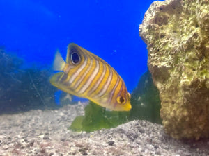 Regal Angelfish